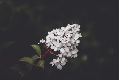 白绣球花的选择性聚焦摄影